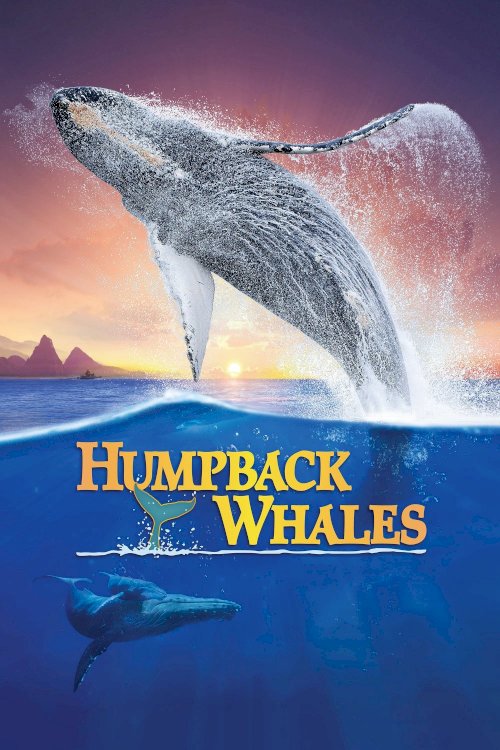 Humpback Whales Humpback Whales