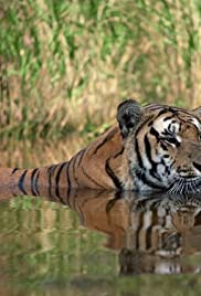 Land of the Tiger Land of the Tiger