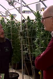 Marijuana in America: Colorado Pot Rush Marijuana in America: Colorado Pot Rush