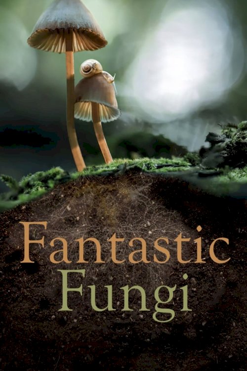 Fantastic Fungi Fantastic Fungi