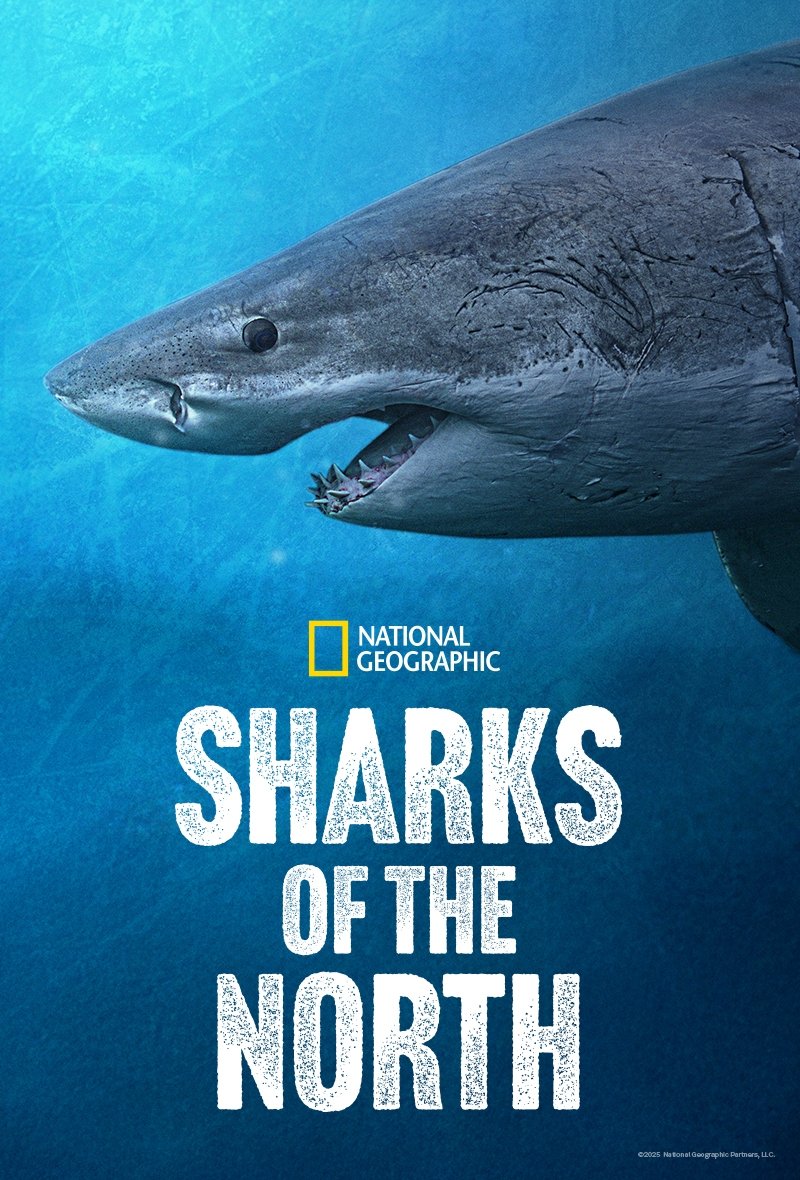 Sharks of the North Sharks of the North
