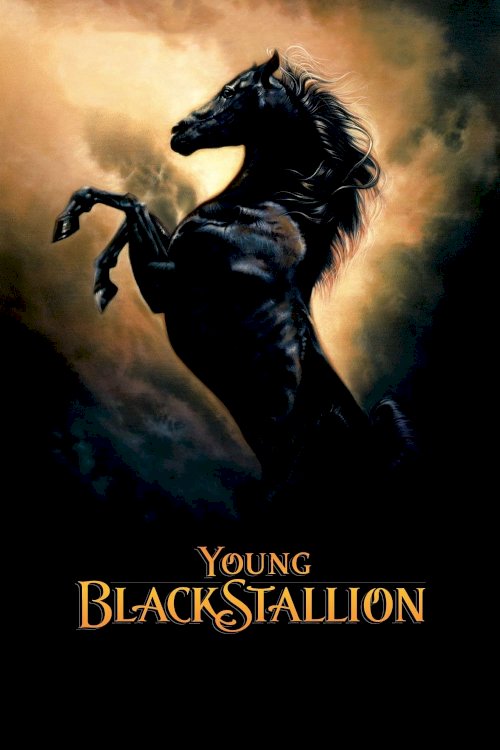 Young Black Stallion Young Black Stallion