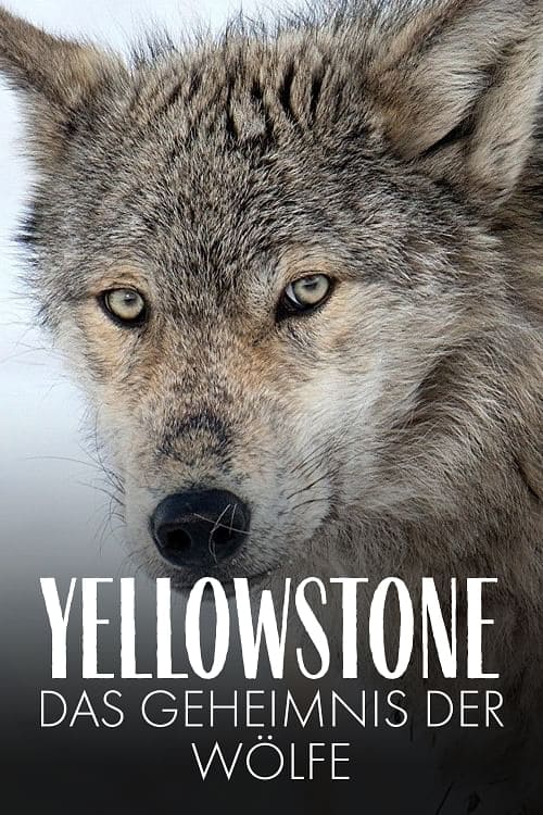 Yellowstone: The Mystery of the Wolves Yellowstone: The Mystery of the Wolves