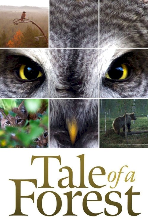 Tale of a Forest Tale of a Forest
