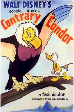 Contrary Condor Contrary Condor