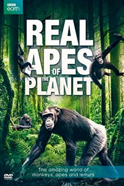 The Real Apes of the Planet The Real Apes of the Planet