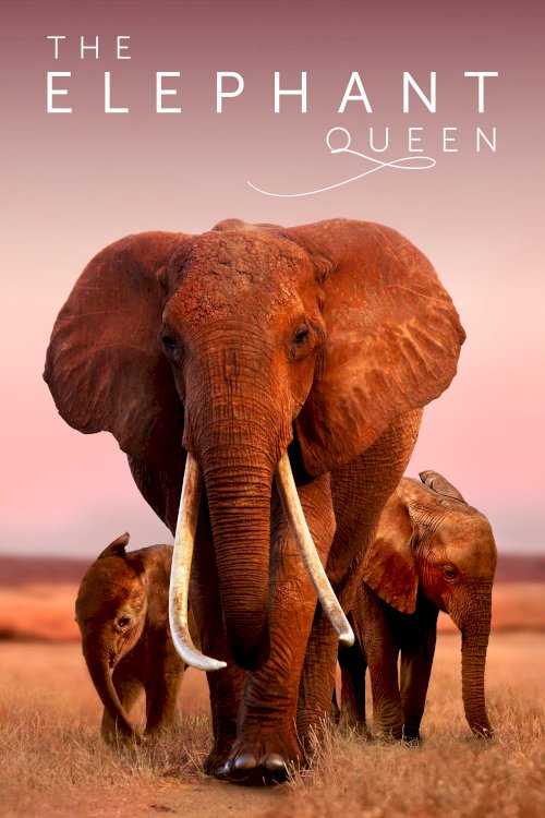 The Elephant Queen The Elephant Queen