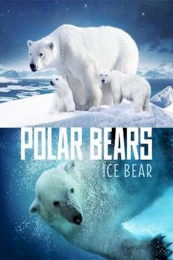 Polar Bears: Ice Bear Polar Bears: Ice Bear