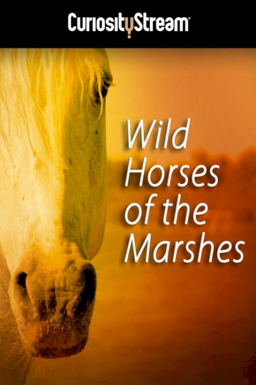 Wild Horses of the Marshes Wild Horses of the Marshes
