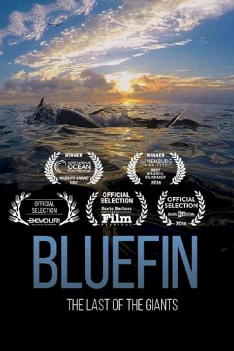 Bluefin Bluefin