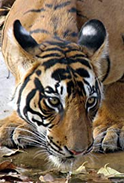 Tiger Queen Tiger Queen