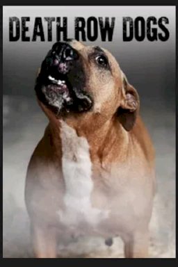 Death Row Dogs Death Row Dogs