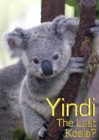 Grainger's World: Yindi: The Last Koala? Grainger's World: Yindi: The Last Koala?