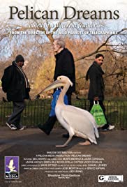 Pelican Dreams Pelican Dreams