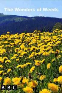 The Wonder of Weeds The Wonder of Weeds