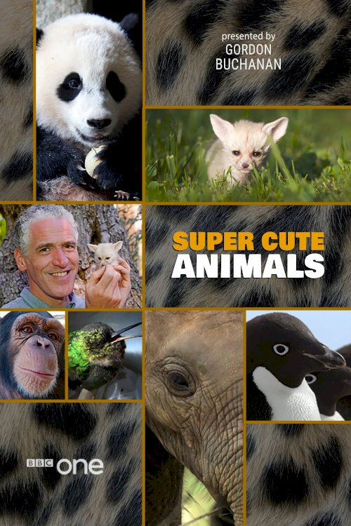 Super Cute Animals Super Cute Animals