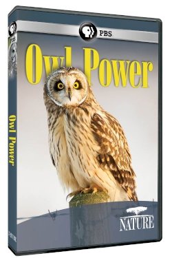 Owl Power Owl Power