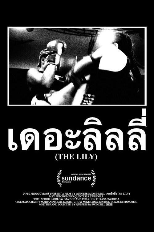 The Lily The Lily