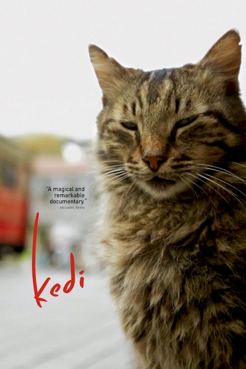 Kedi Kedi