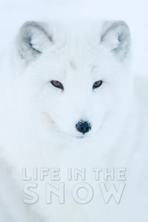Life In The Snow Life In The Snow
