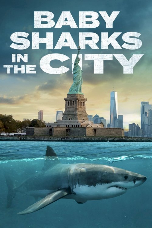 Baby Sharks In The City Baby Sharks In The City