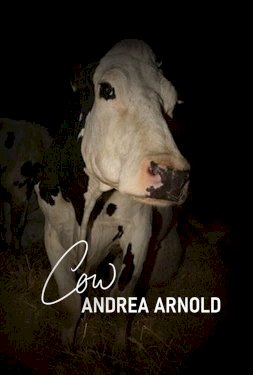 Cow Cow