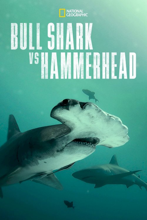 Bull Shark vs. Hammerhead