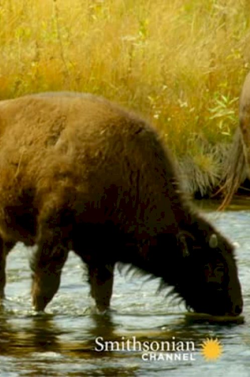 The Last Buffalo The Last Buffalo