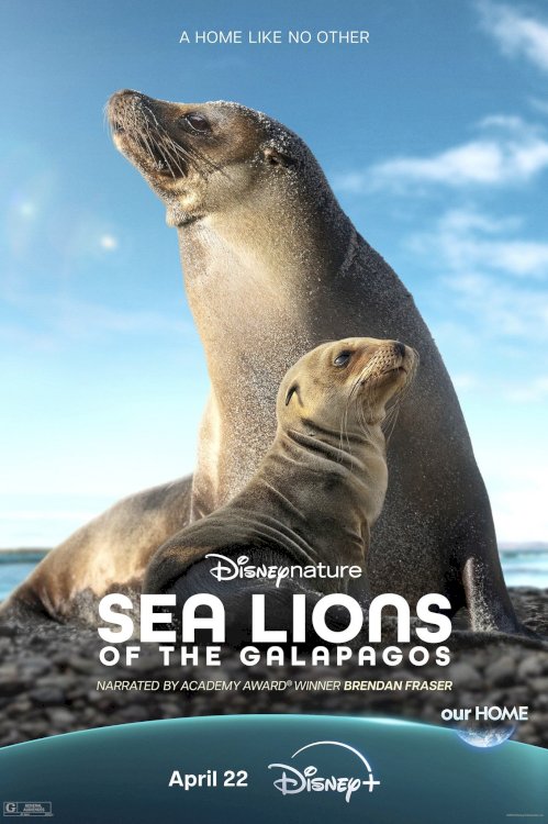 Sea Lions of the Galapagos Sea Lions of the Galapagos