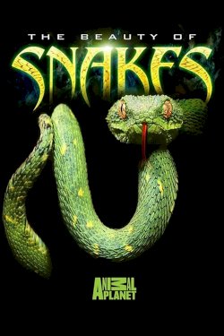 The Beauty of Snakes The Beauty of Snakes