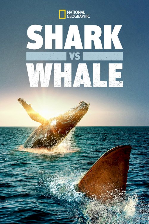 Shark Vs. Whale Shark Vs. Whale