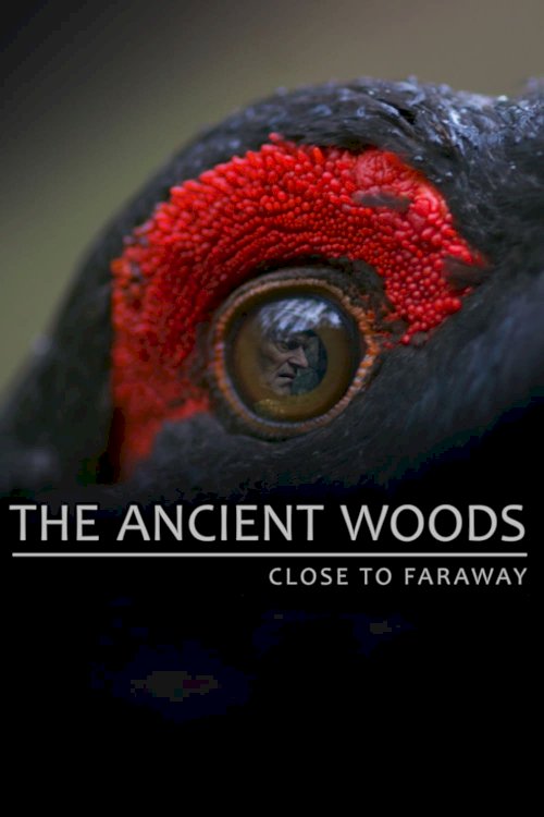The Ancient Woods The Ancient Woods