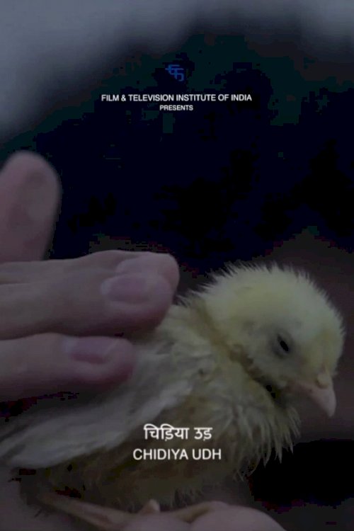 Fly, Bird