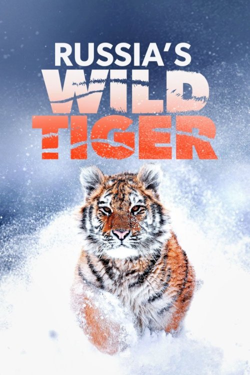 Russia's Wild Tiger Russia's Wild Tiger