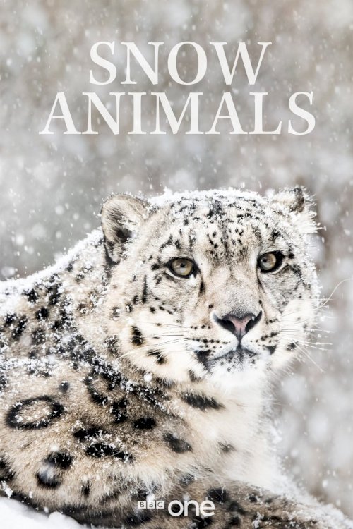 Snow Animals Snow Animals