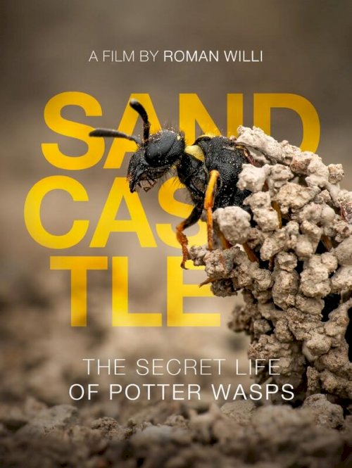 Sandcastle - The Secret Life Of Potter Wasps Sandcastle - The Secret Life Of Potter Wasps
