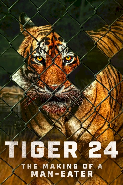 Tiger 24 Tiger 24