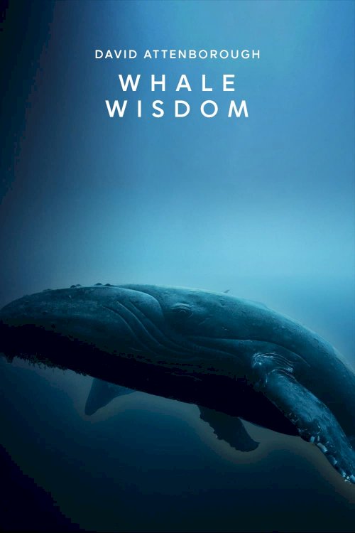Whale Wisdom Whale Wisdom