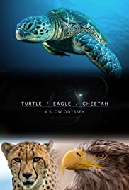 Turtle, Eagle, Cheetah: A Slow Odyssey Turtle, Eagle, Cheetah: A Slow Odyssey