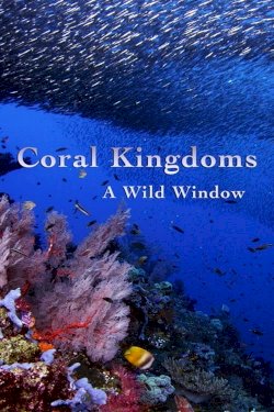 A Wild Window: Coral Kingdoms A Wild Window: Coral Kingdoms