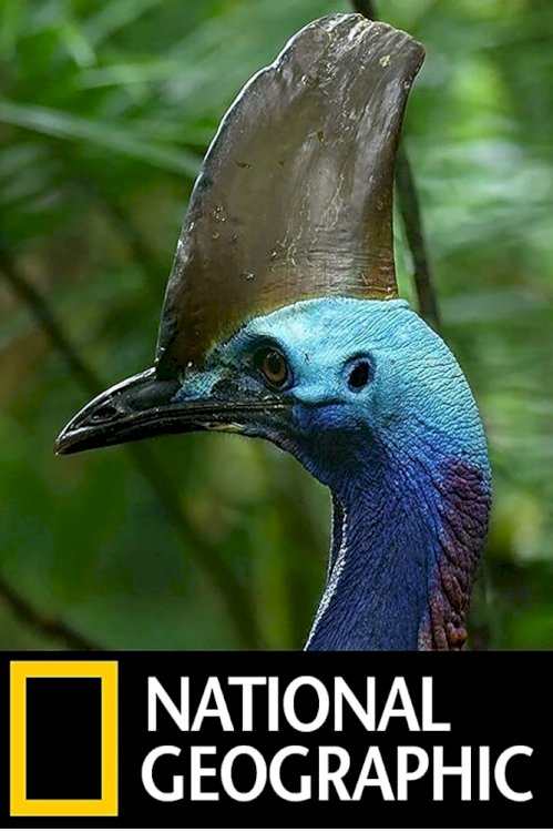 Dino Bird Dino Bird