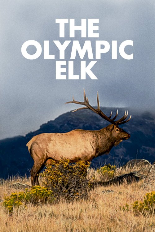 The Olympic Elk The Olympic Elk