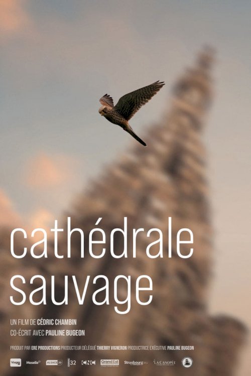 Cathédrale sauvage Cathédrale sauvage