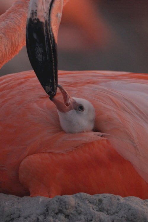 Flamingos: Life After the Meteorite Flamingos: Life After the Meteorite