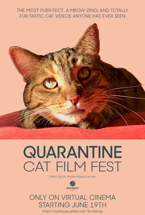 Quarantine Cat Film Festival Quarantine Cat Film Festival