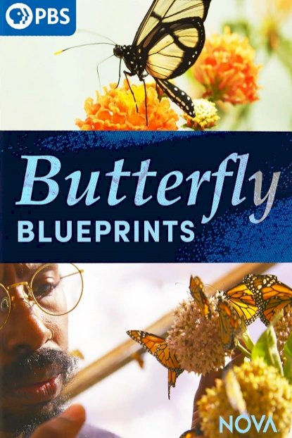 Butterfly Blueprints Butterfly Blueprints
