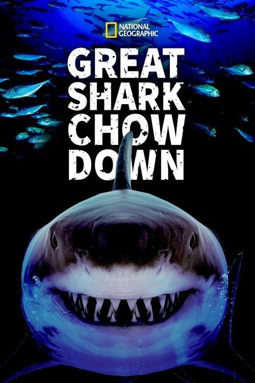 Great Shark Chow Down Great Shark Chow Down