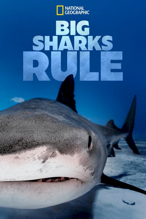 Big Sharks Rule Big Sharks Rule