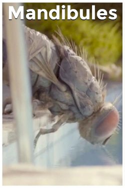 Mandibles Mandibles