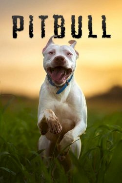 Pitbull Pitbull